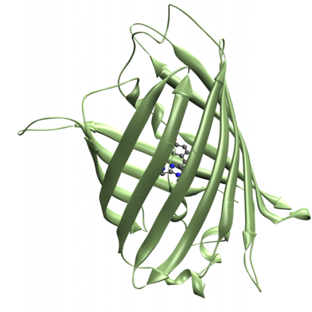 GFP